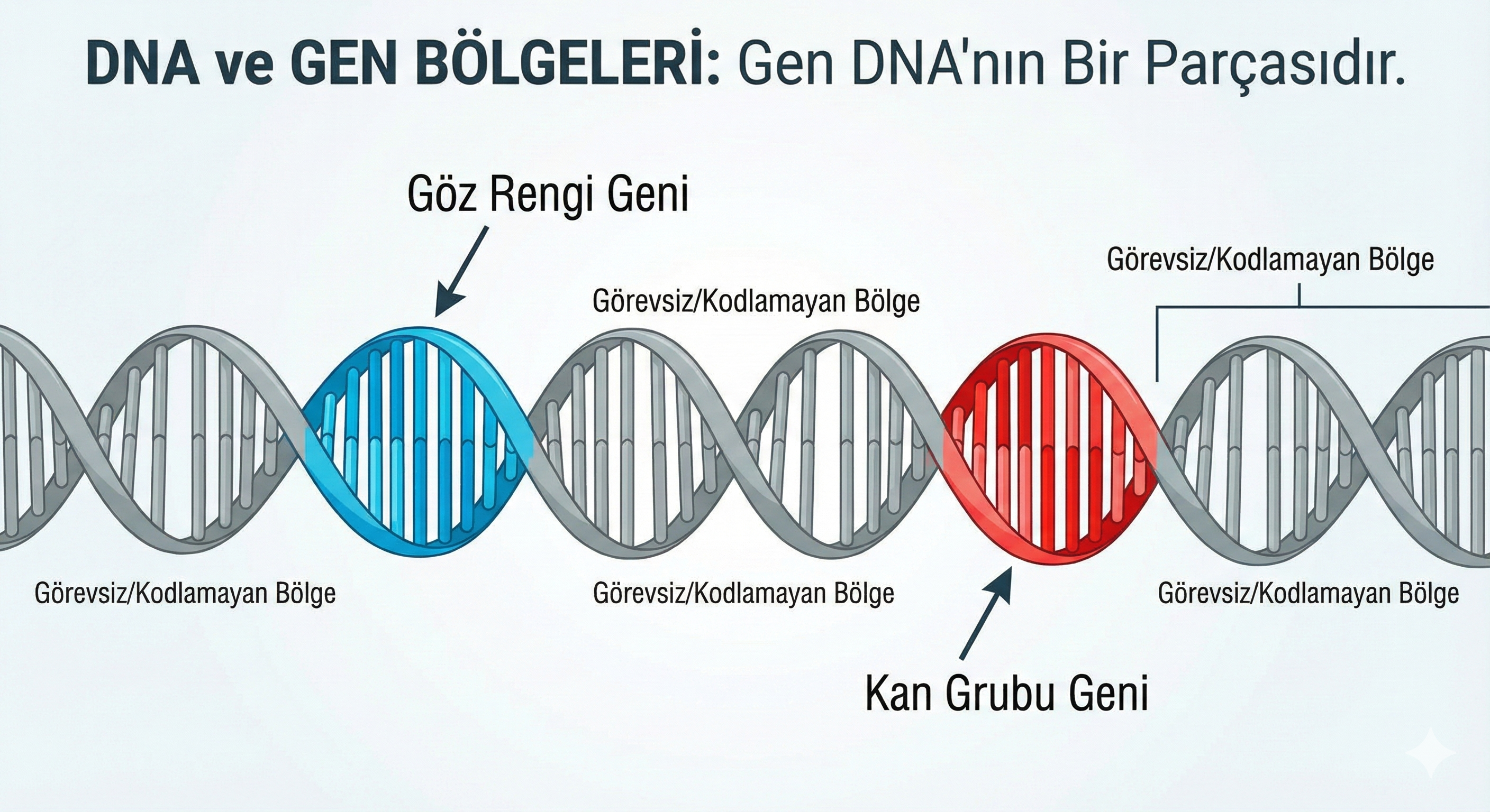 DNA üzerindeki Gen bölgeleri
