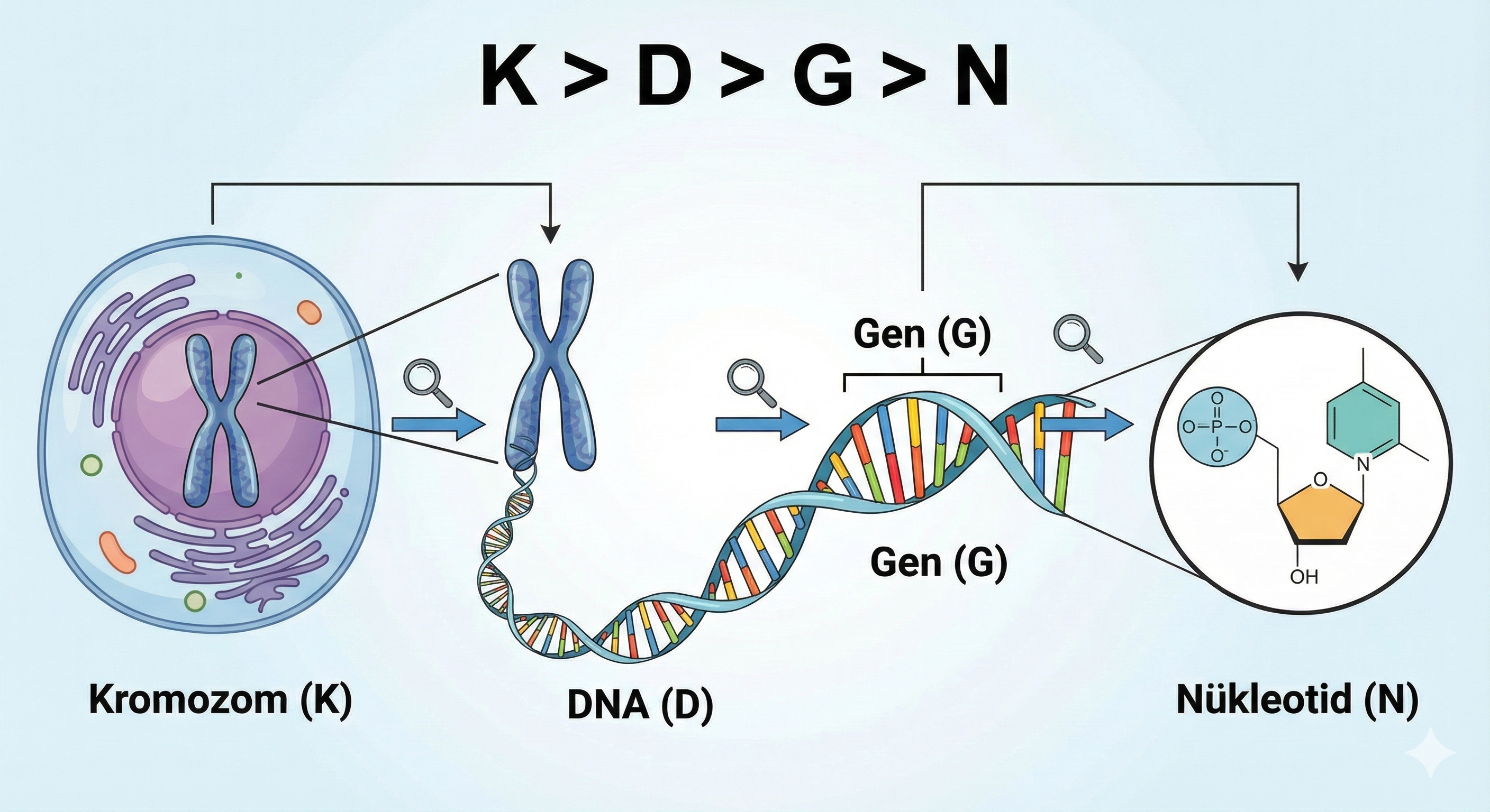 KeDiGeNi Hiyerarşisi