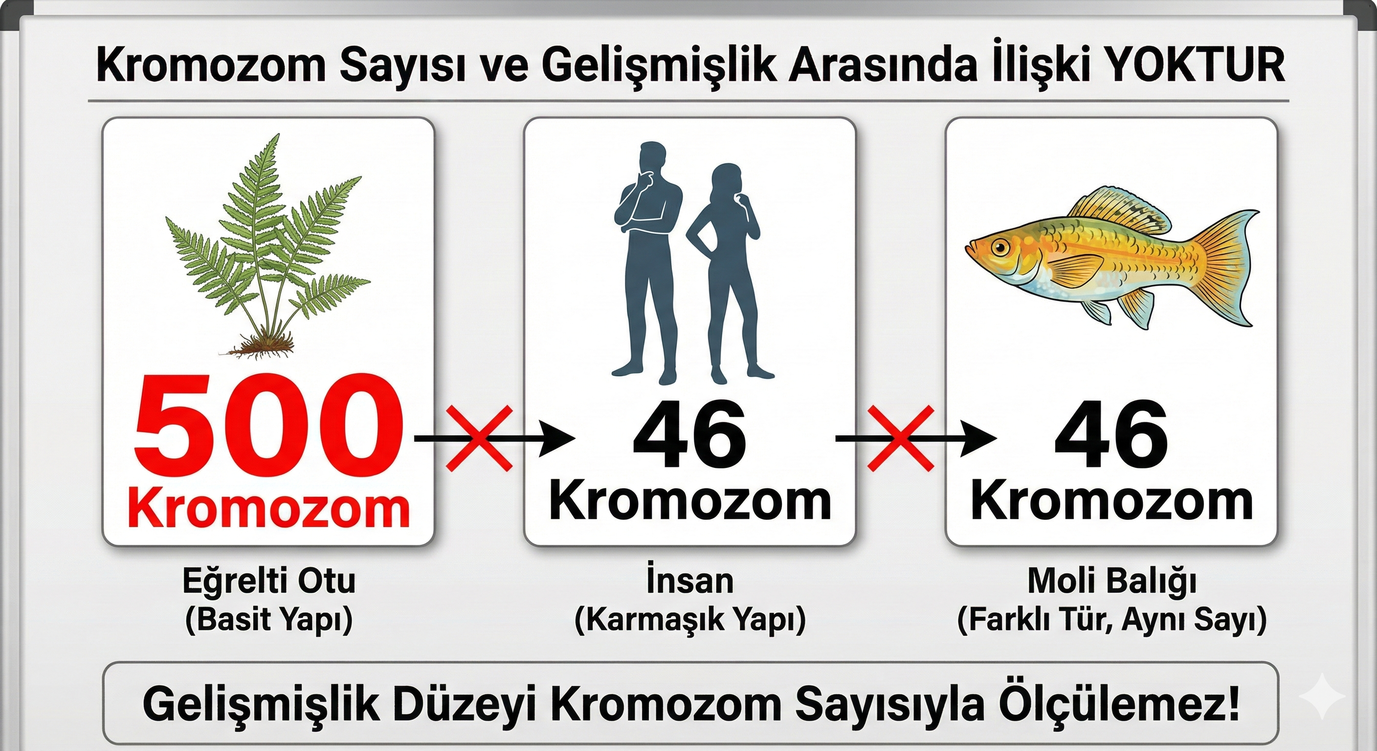 Kromozom Sayısı Karşılaştırma