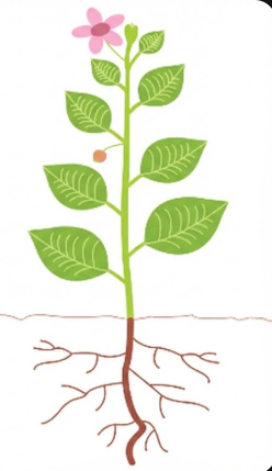 Bitki Bölümleri Şeması