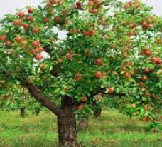 Elma Ağacı